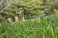 Bluebells, Cloudehill Gardens IMG_6533